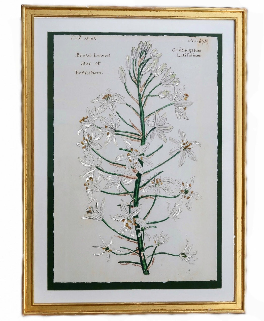 Botanical study - Broad leaved star of Bethlehem Print