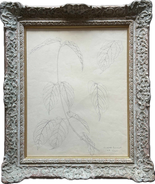 Pencil Study of Leaves