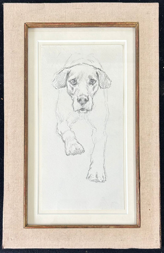 Study of a Dog #1 -Thomas Blinks