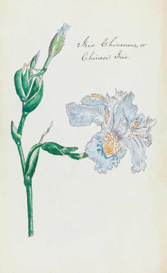 Chinese Iris