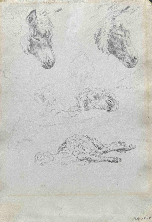 Studies of a Donkey