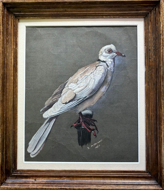 Study of a Dove