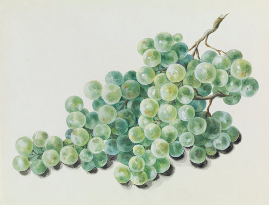 Grapes #2