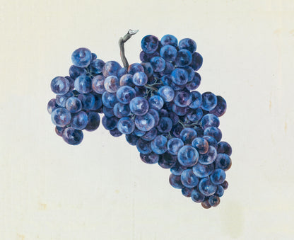 Grapes #1