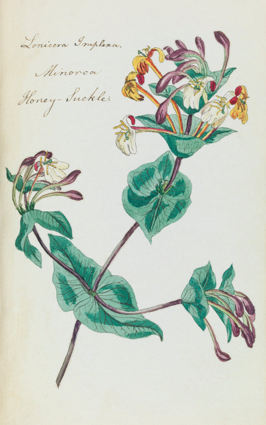 Honeysuckle