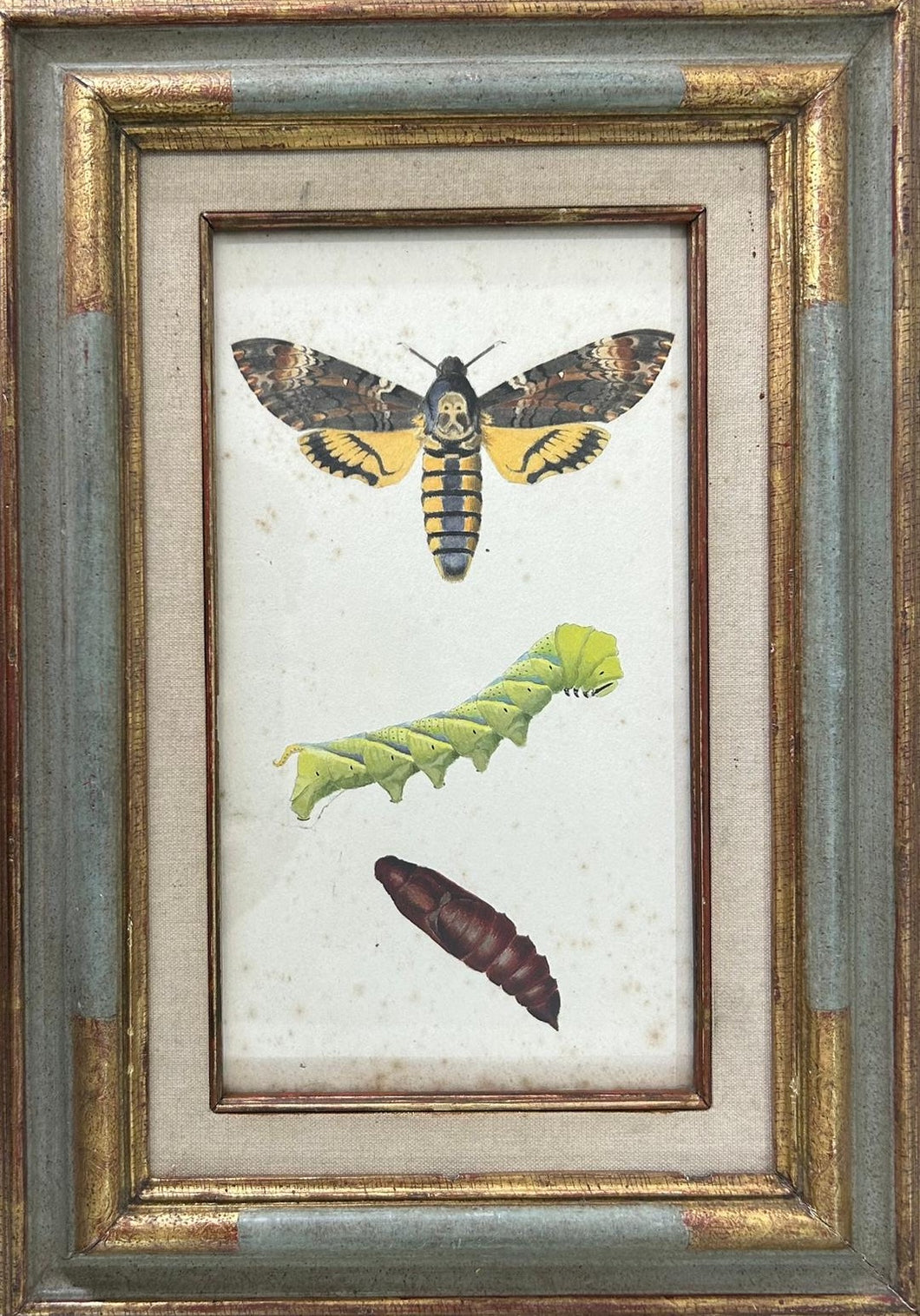Metamorphosis of a Moth