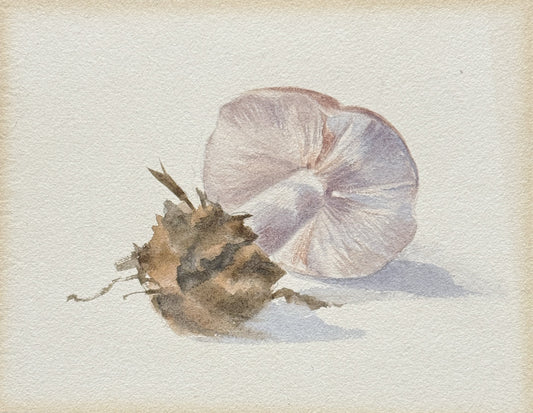 Mushroom Study (1)