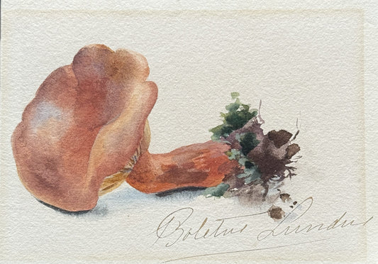 Mushroom Study (2)