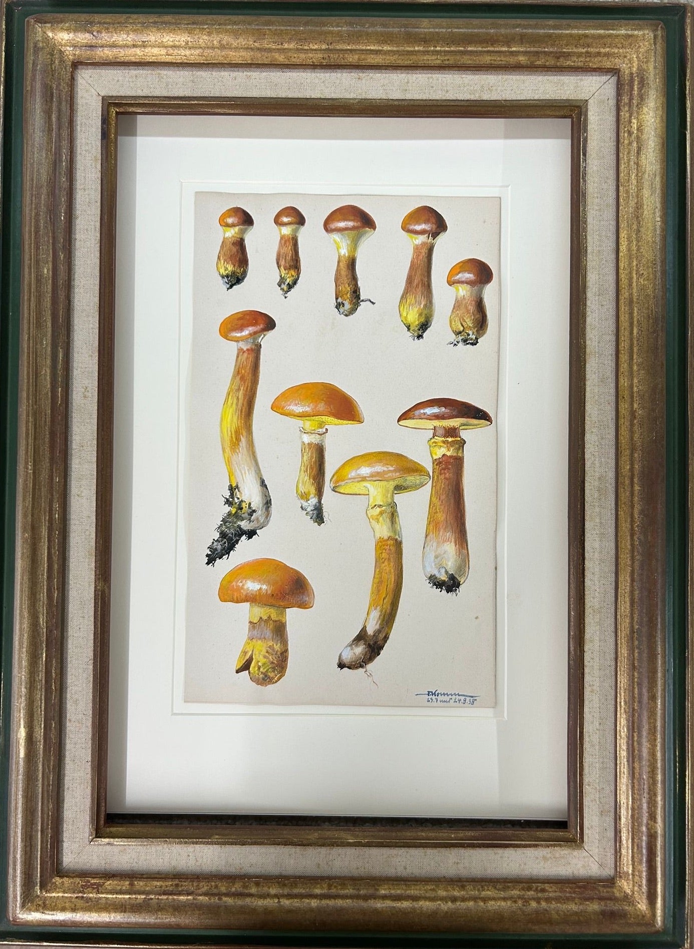 Mycology: Golden Boletus by Fritz Koenen 1938