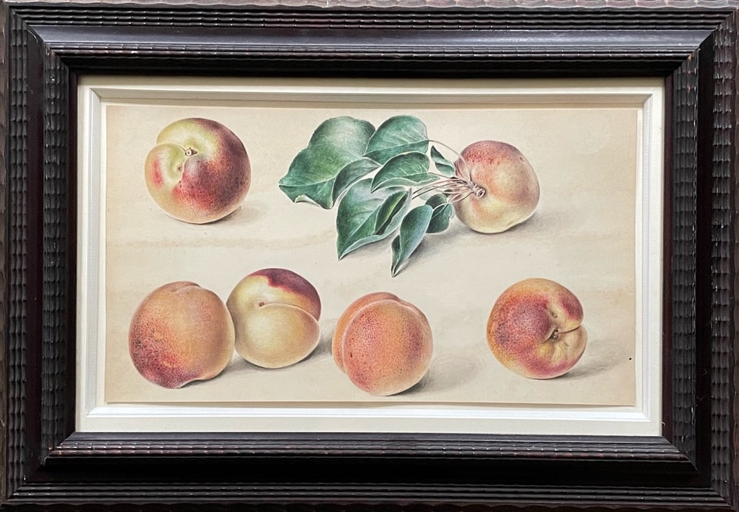 Study of Peaches