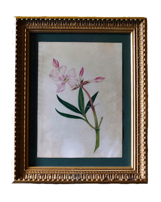 Botanical Study