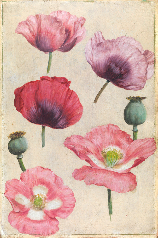 Poppies