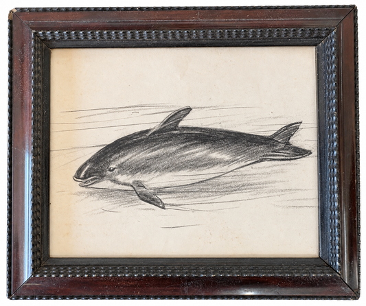 Sketch of a Porpoise