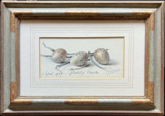 Quails Eggs - circa 1907