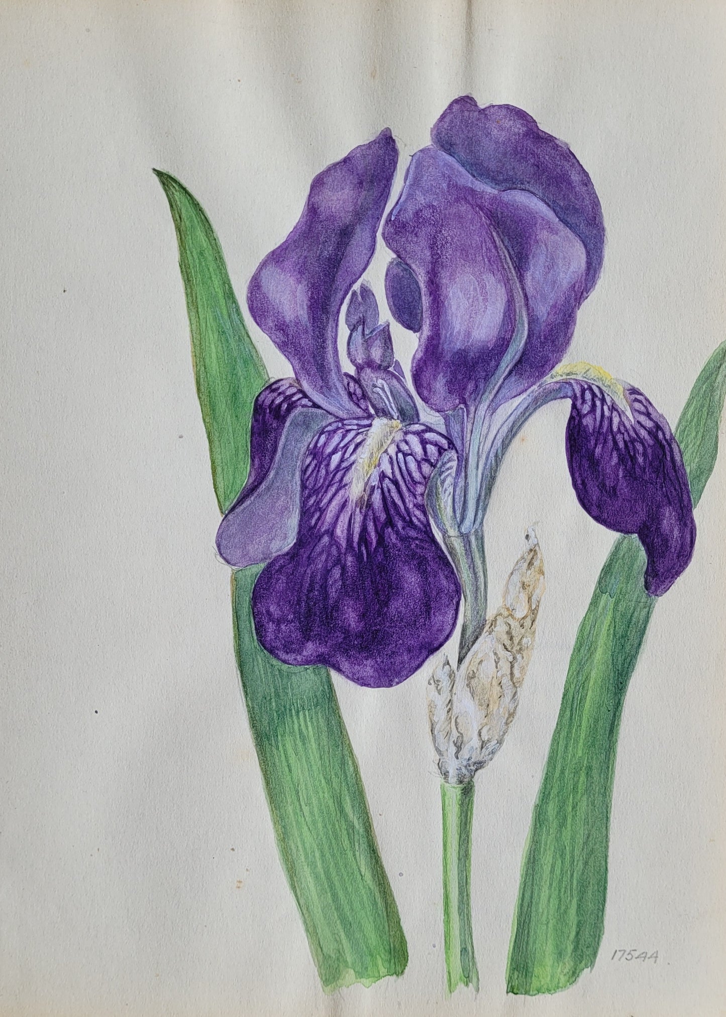 Iris #5