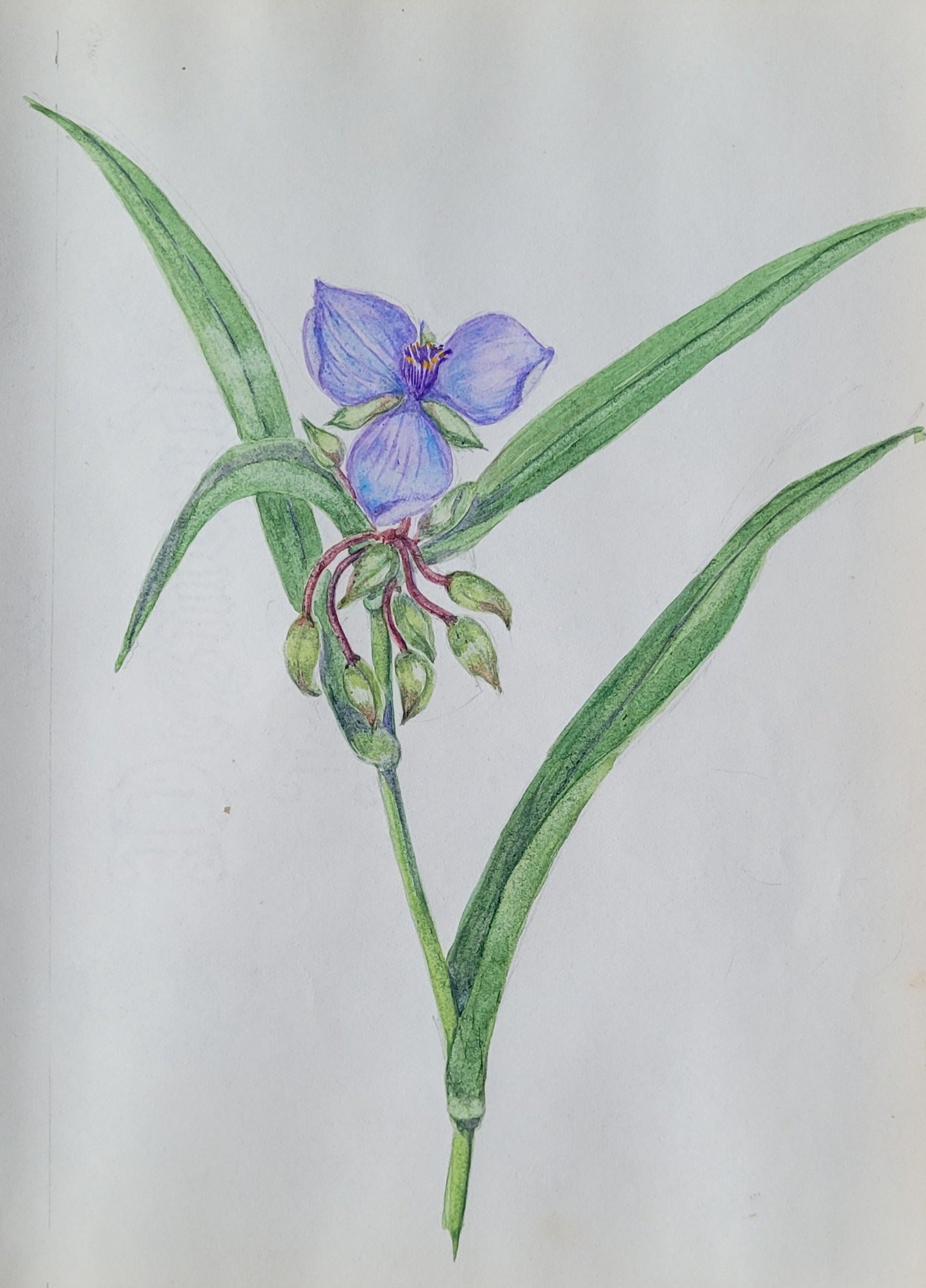 Tradescantia  'Spider Worthing Study