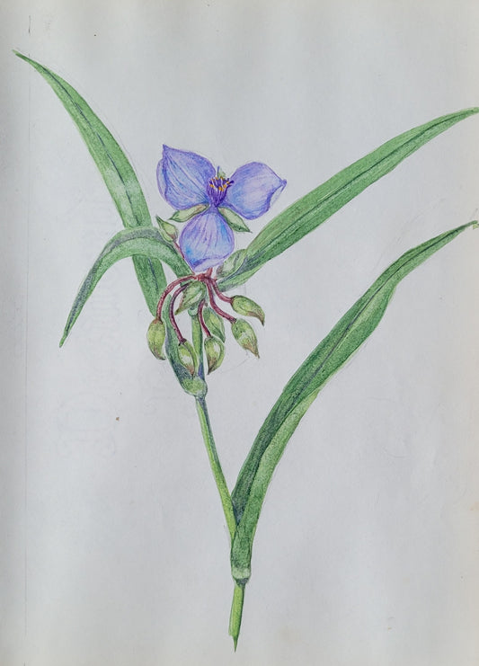 Tradescantia  'Spider Worthing Study