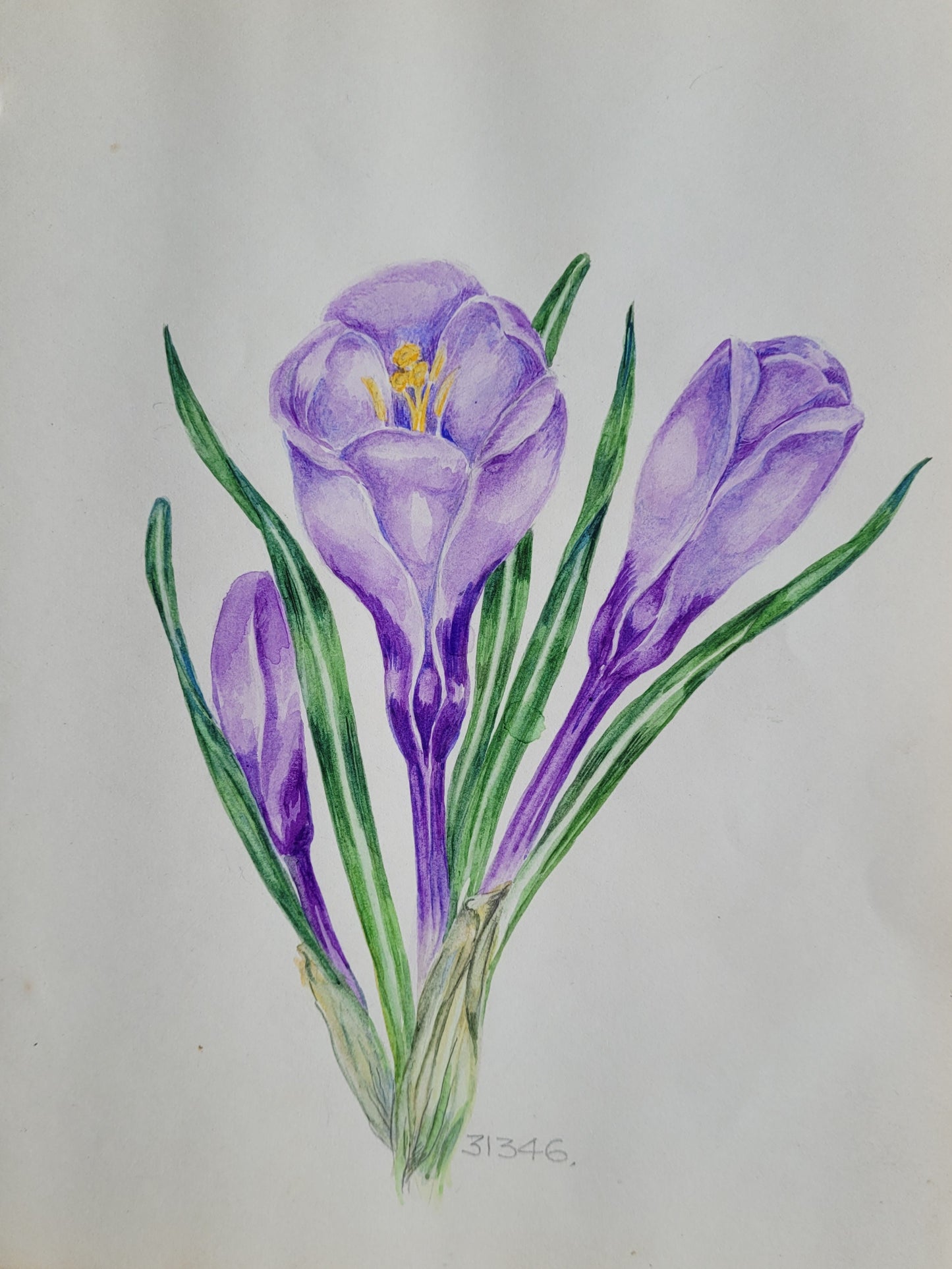 Crocus