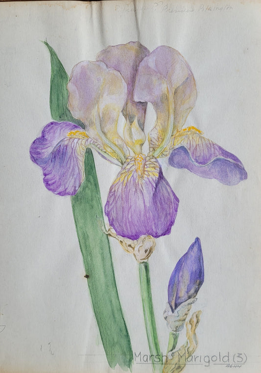 Iris #7