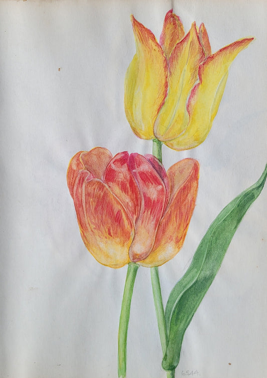 Vitis Colgnetia Study