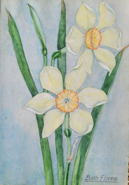 Narcissus 'Bath Flame' Study