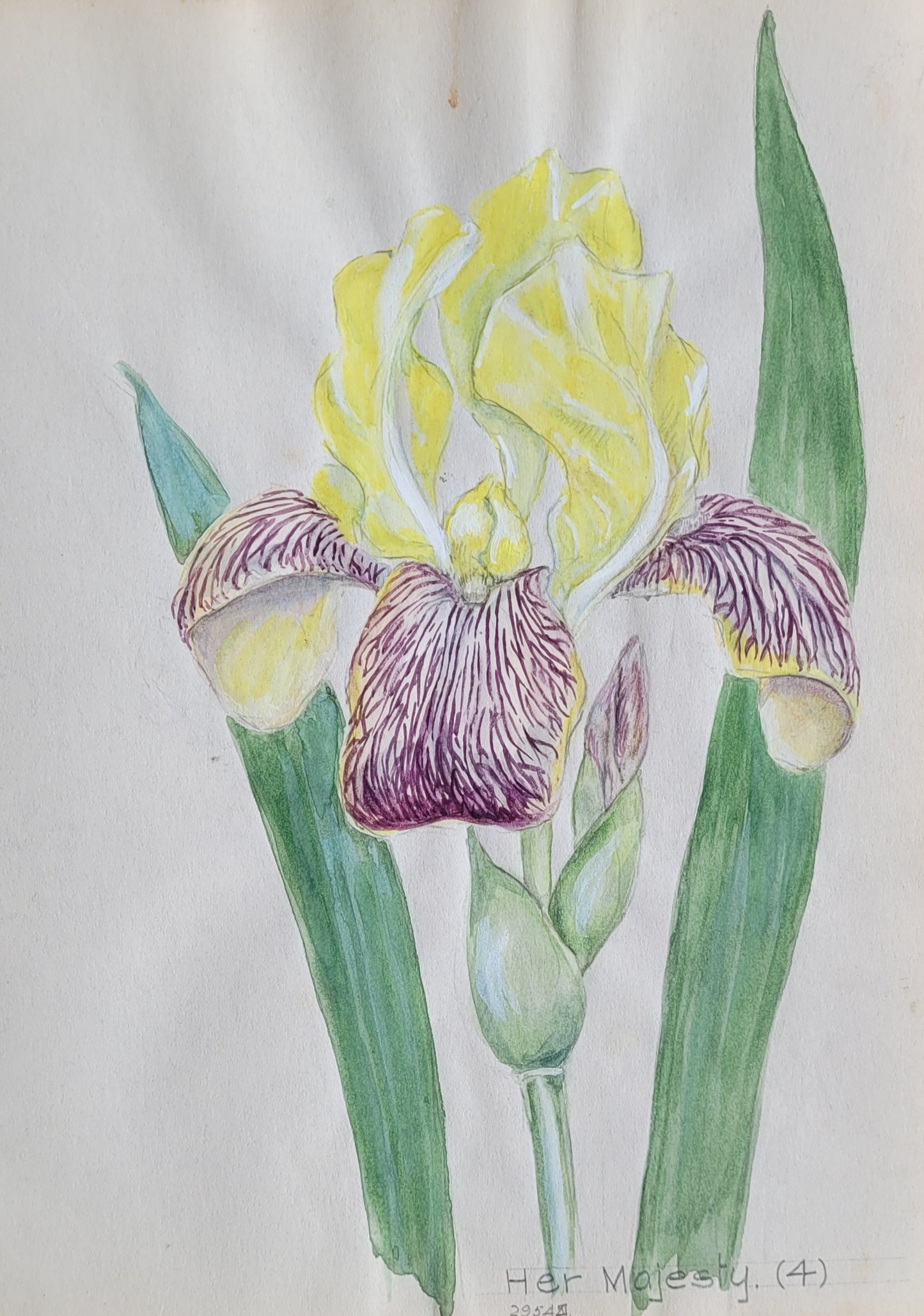 Iris #3