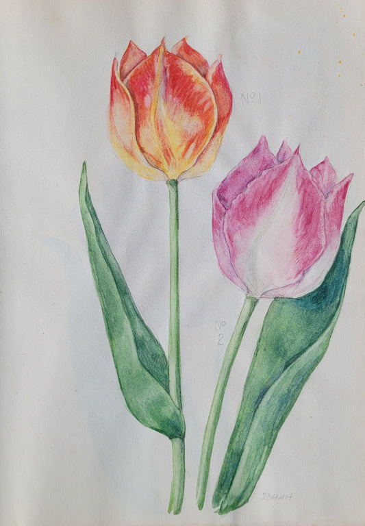 Tulip #2