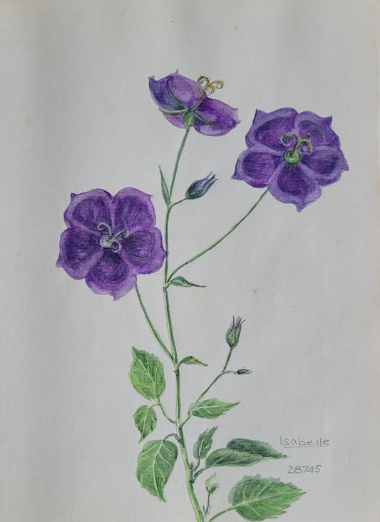 Campanula Carpatica