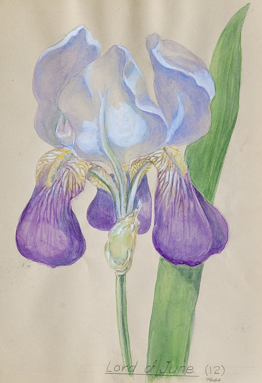 Iris #4