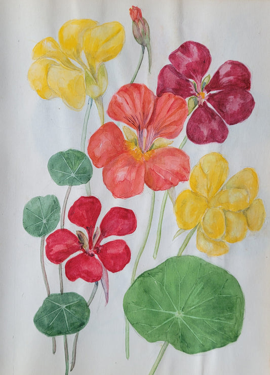 Nasturtium Study