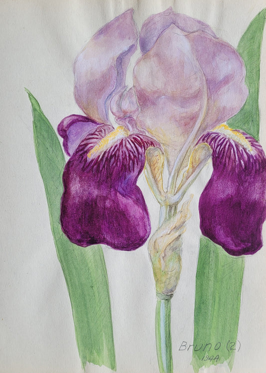 Iris #1