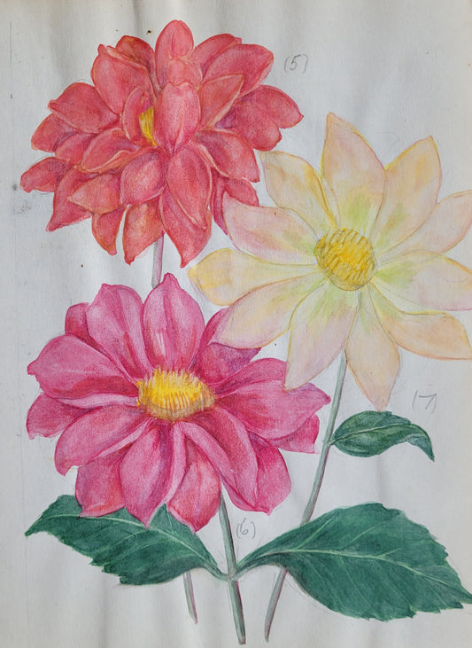 Dahlia #3