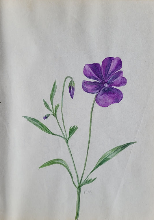 Viola Gracilis Study