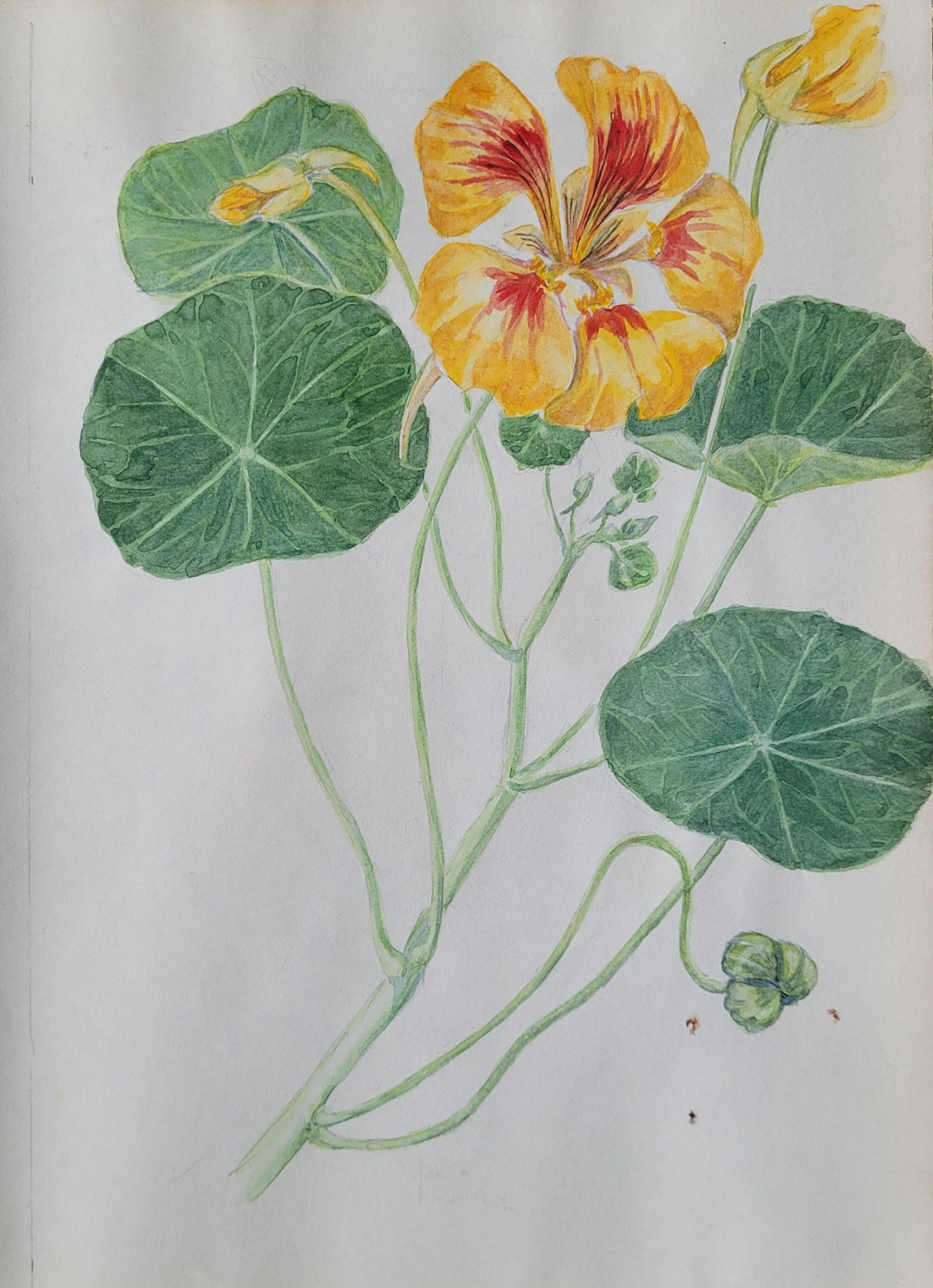 Tropaeolum Mojus Study