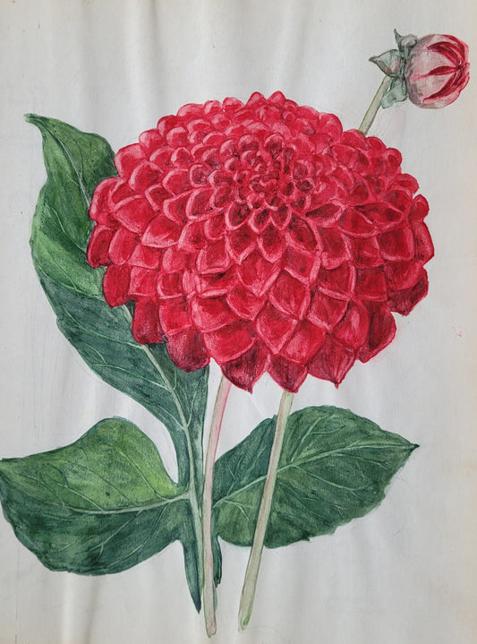 Dahlia #6