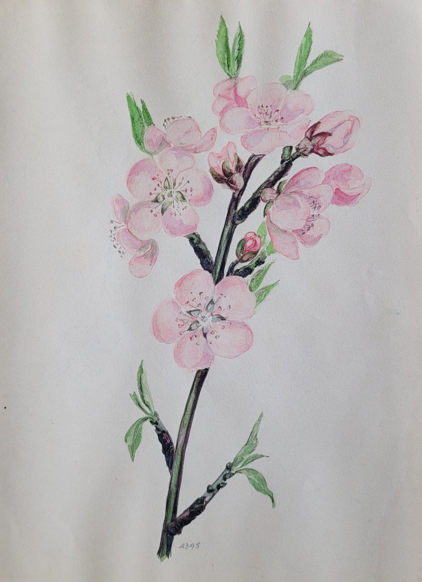 Prunus Amydalus Study