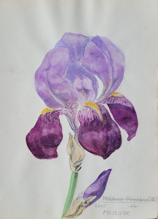 Iris #2