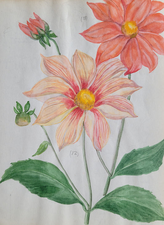 Dahlia #1