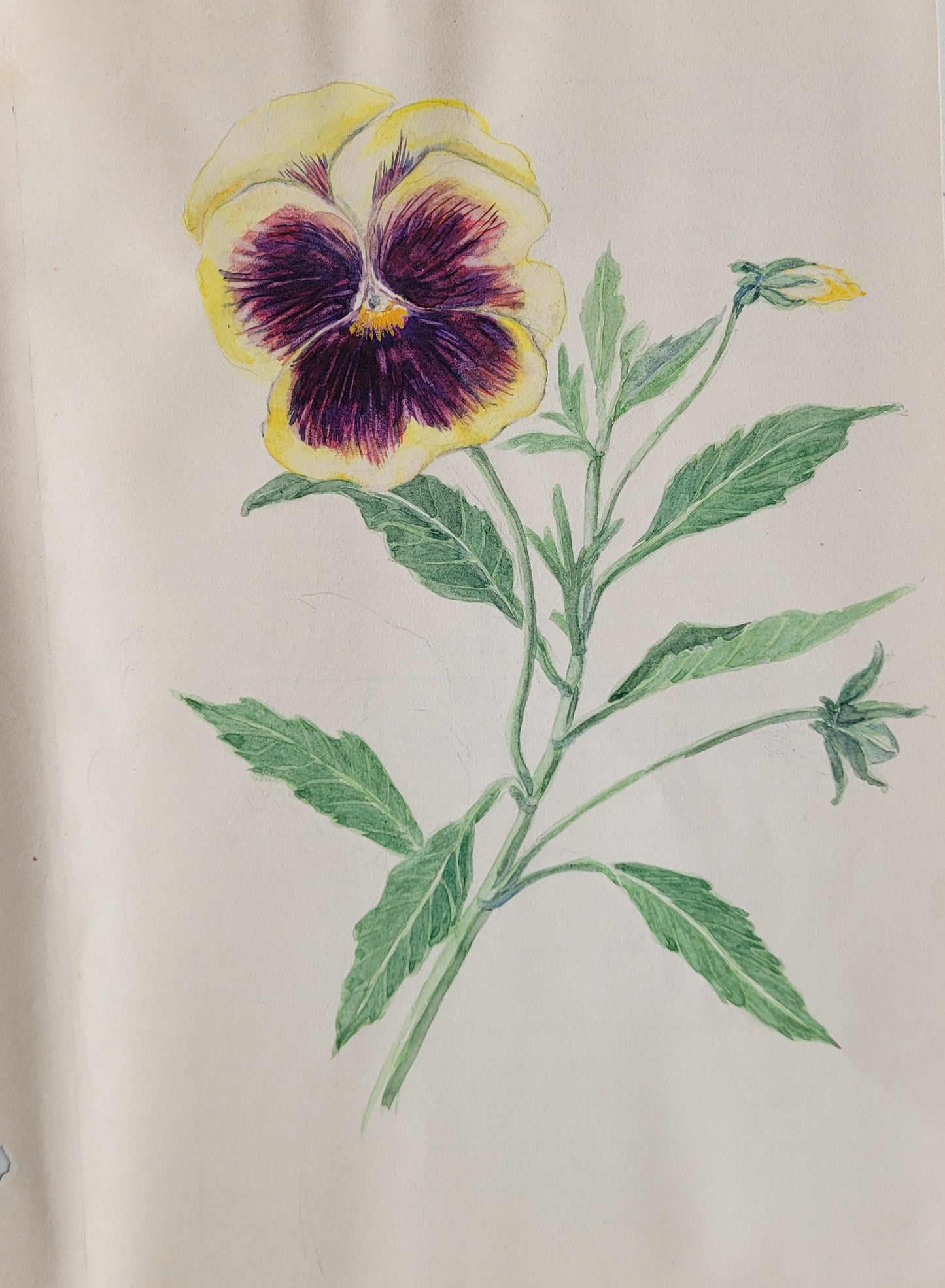 Pansy Study