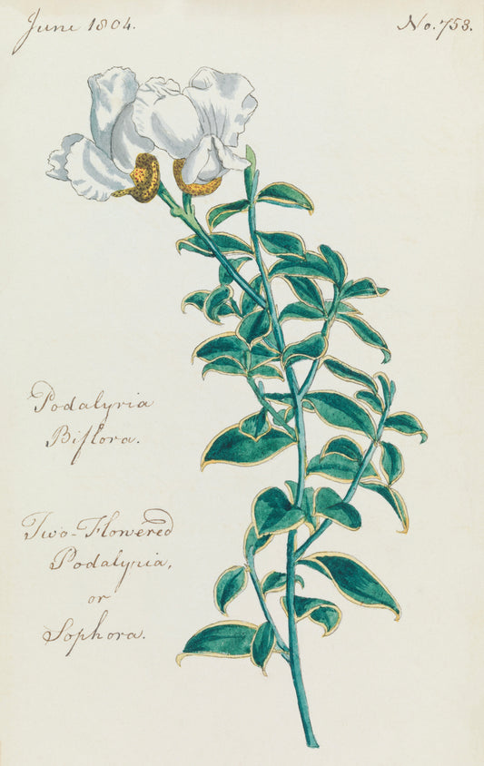 Sophora