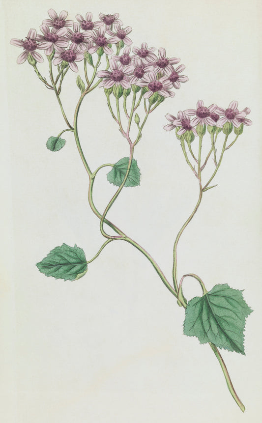 Cineraria Aurita