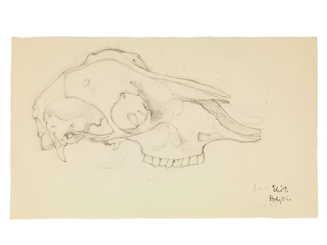 Study of a Skull