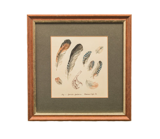 Ornithological Study of a Jay