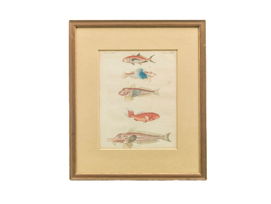 Fish and Mollusc Prints | Set of Two