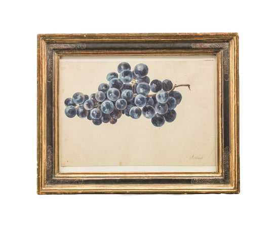 Study of Grapes