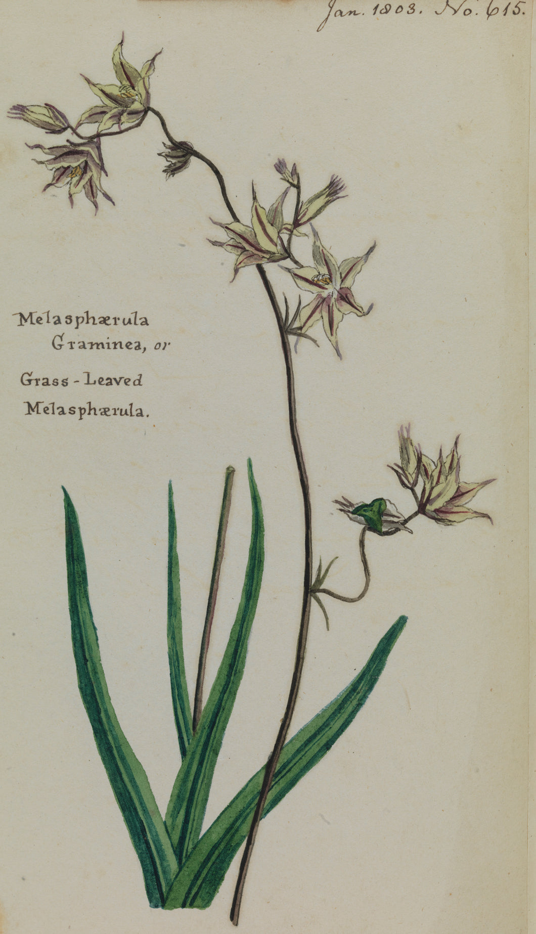 Grass-leaved Melasphaerula