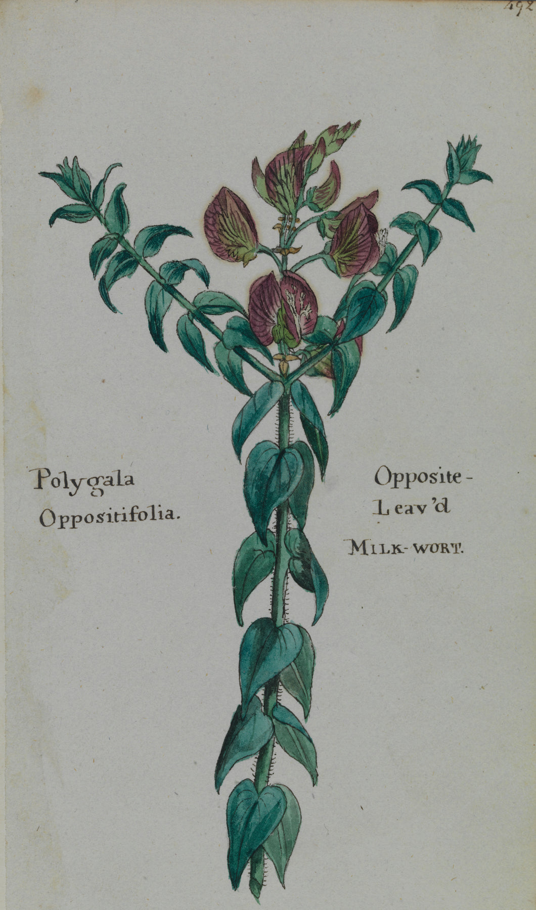 Opposite-leaved Milkwort