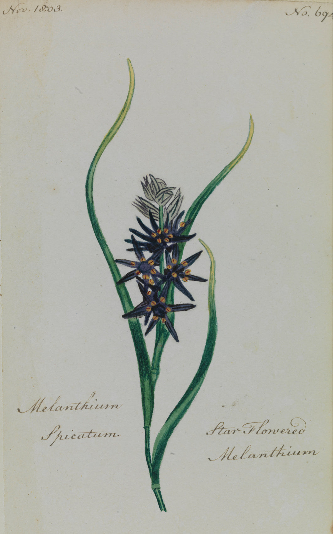 Star-flowered Melanthium