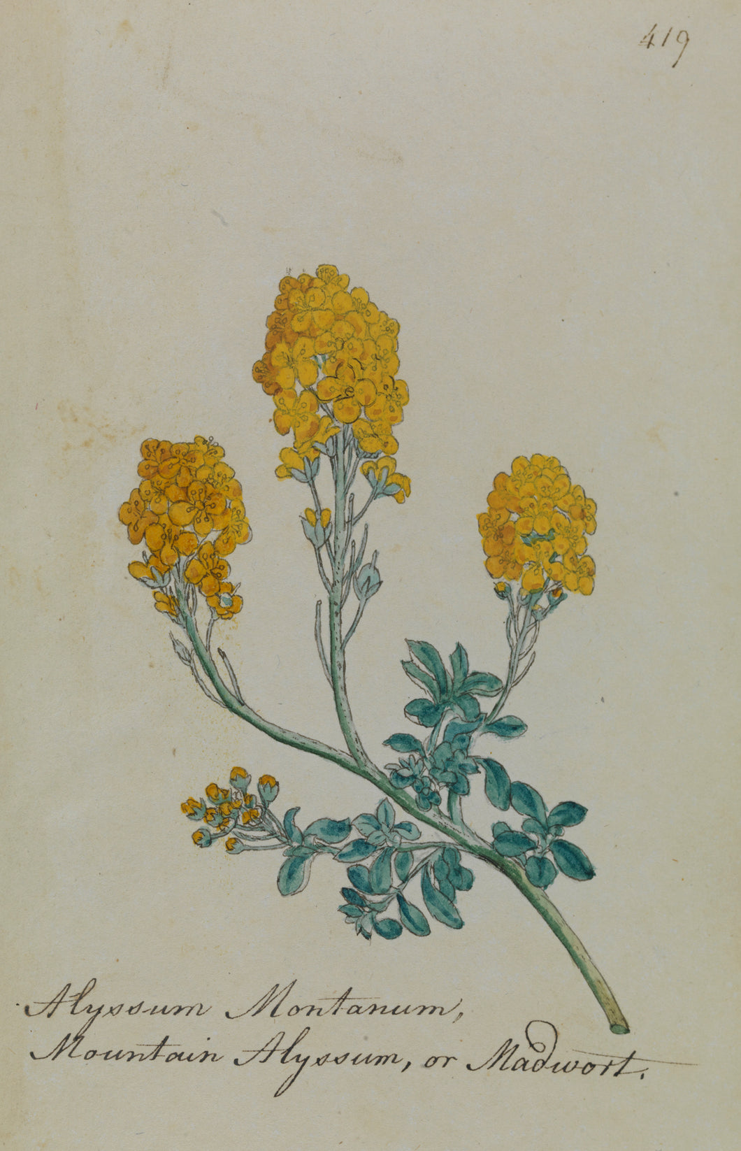 Mountain Alyssum