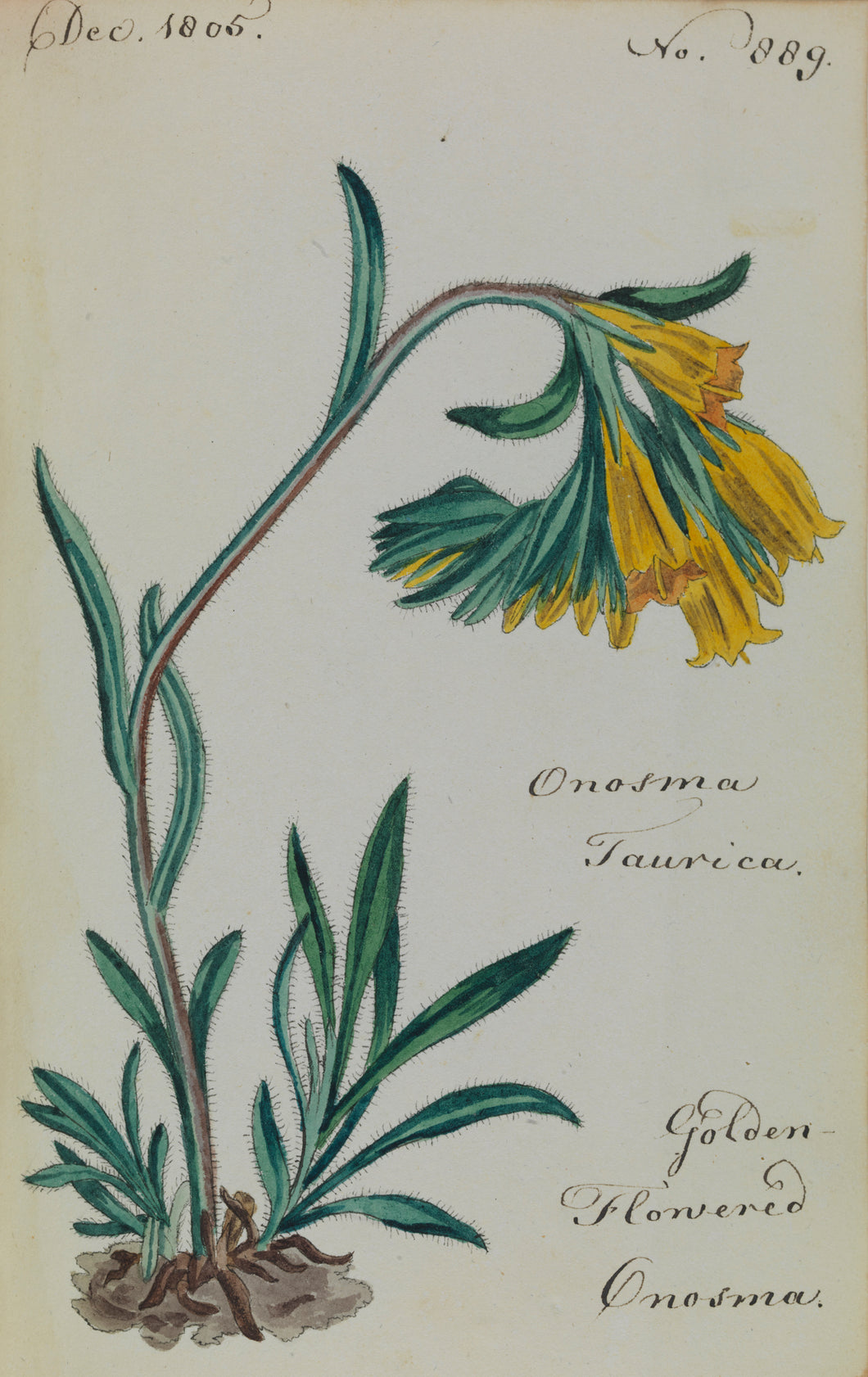 Golden-flowered Onosma